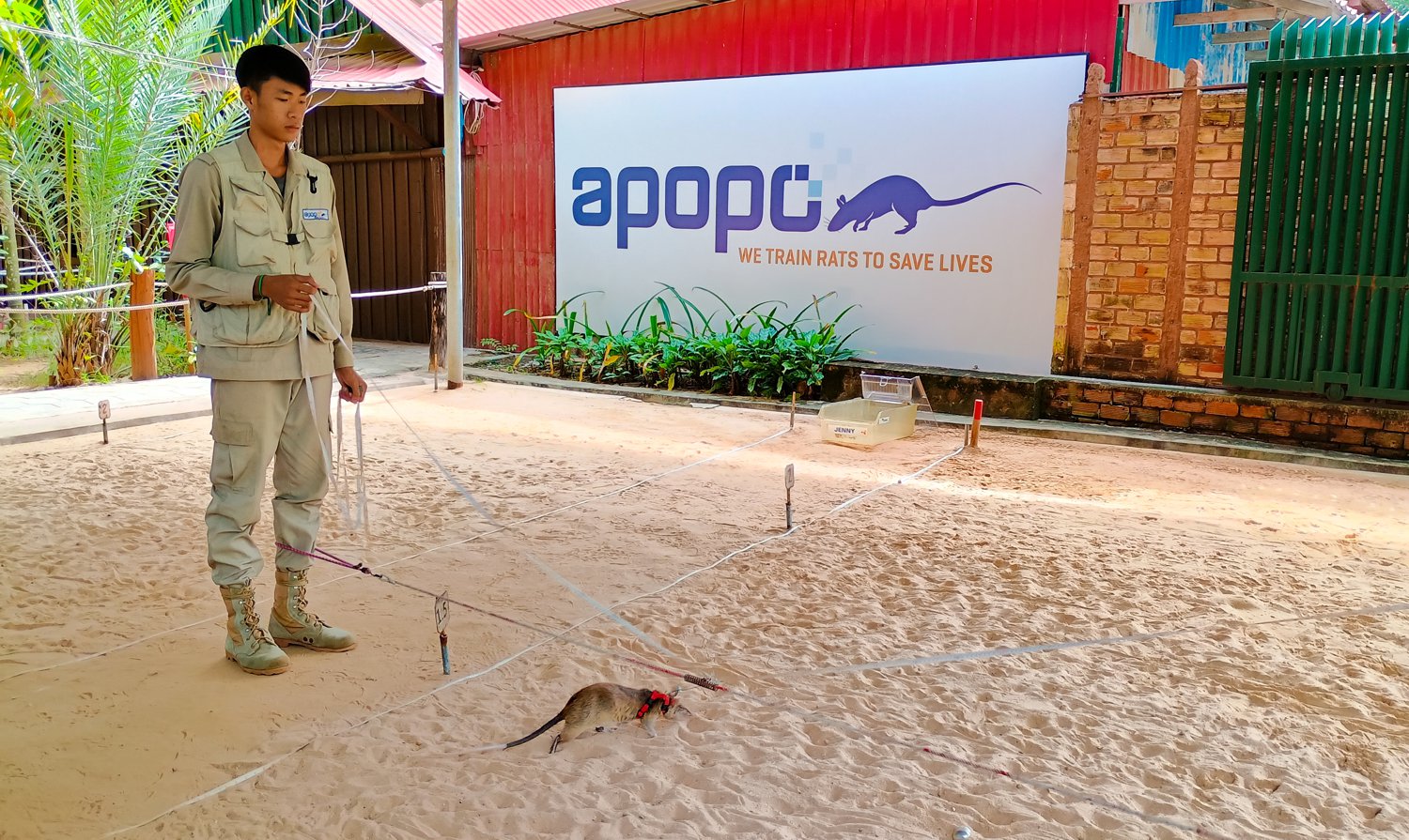 HeroRATS in Action: APOPO’s Unlikely Saviors Help Clear Cambodia’s Landmines